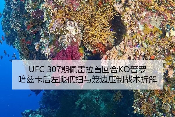 UFC 307期佩雷拉首回合KO普罗哈兹卡后左腿低扫与笼边压制战术拆解